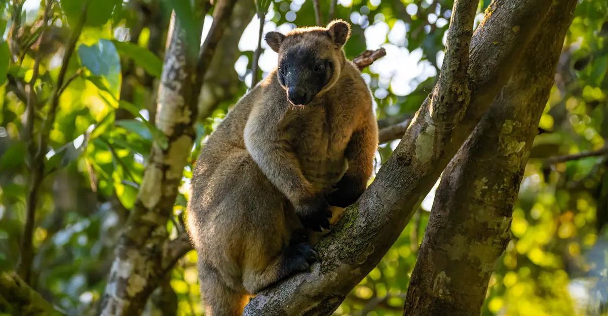 Lumholtz's tree-kangaroo.