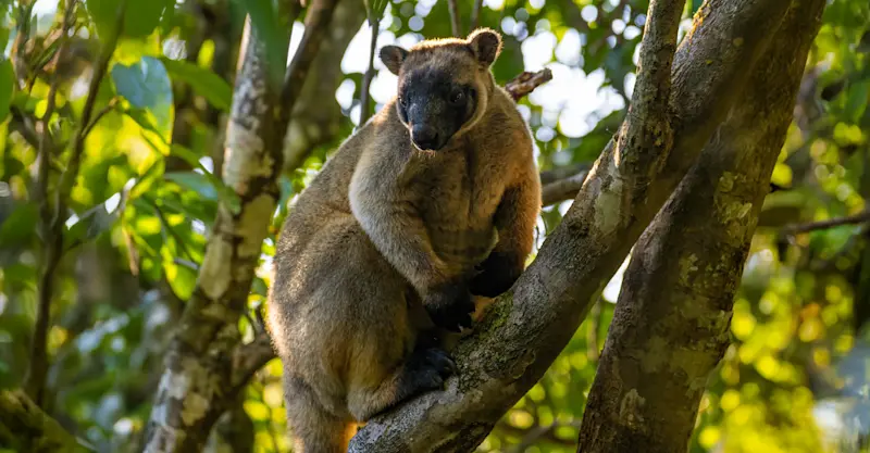 Lumholtz's tree-kangaroo
