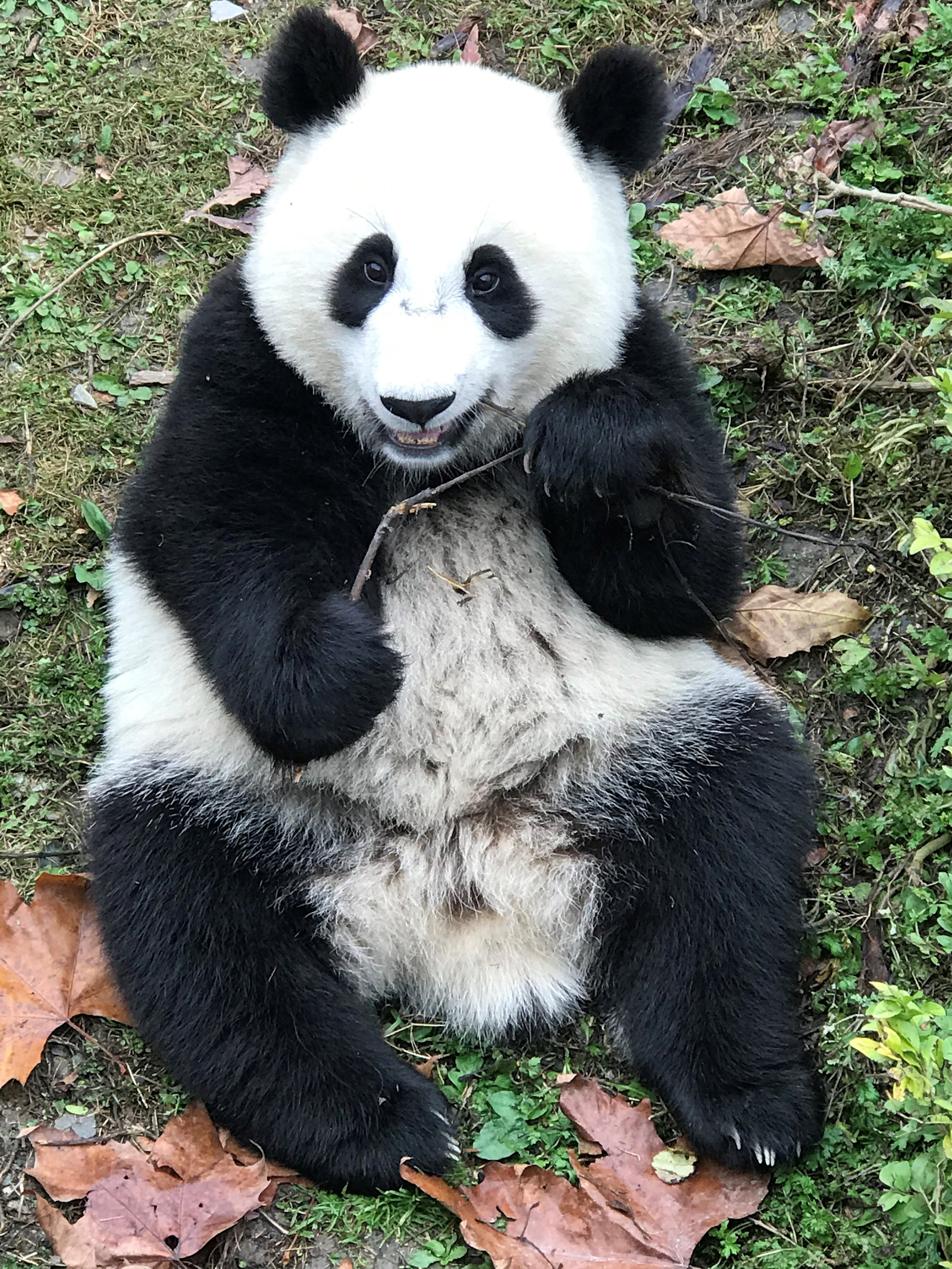 China 2019 - Look at this sweet boy!