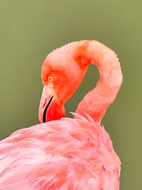 Pretty in pink and standing on one leg—iconic behavior in the Galápagos.