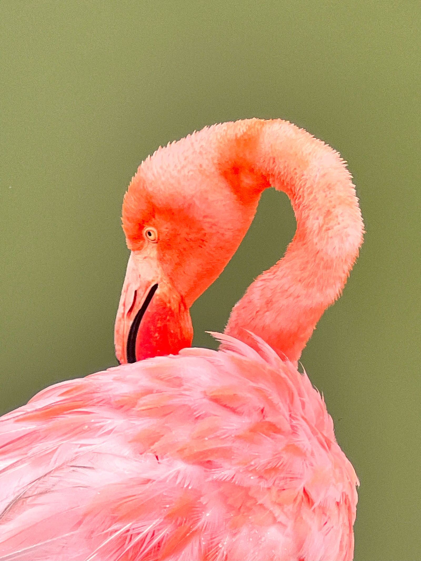 Pretty in pink and standing on one leg—iconic behavior in the Galápagos.