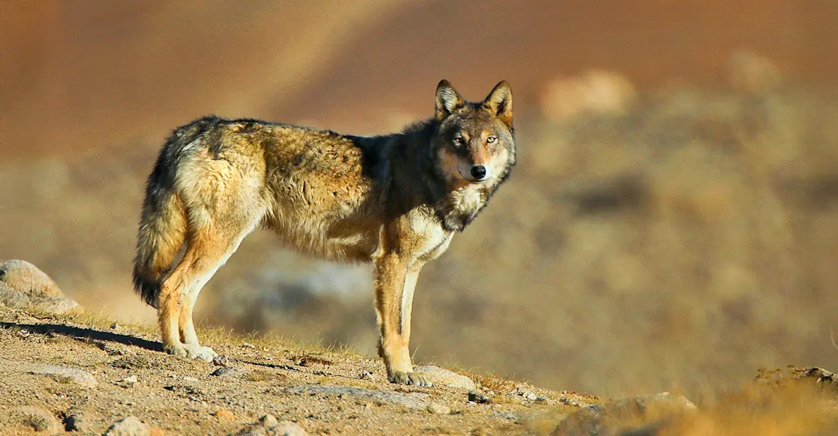 Tibetan wolf, Ladakh, India.