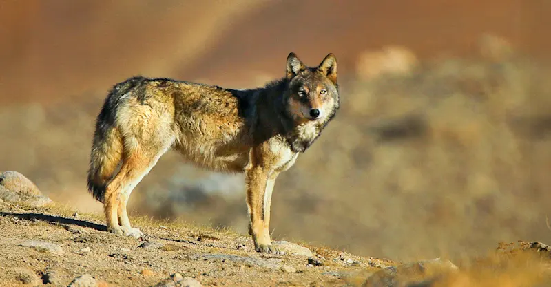 Tibetan wolf, Ladakh, India.