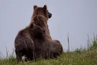 Family of bears in Alaska Bear Camp. 