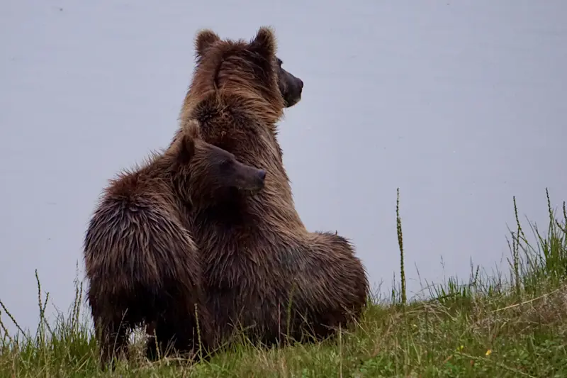 Family of bears in Alaska Bear Camp. 