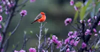 Slideshow Thumbnail 21 of 22