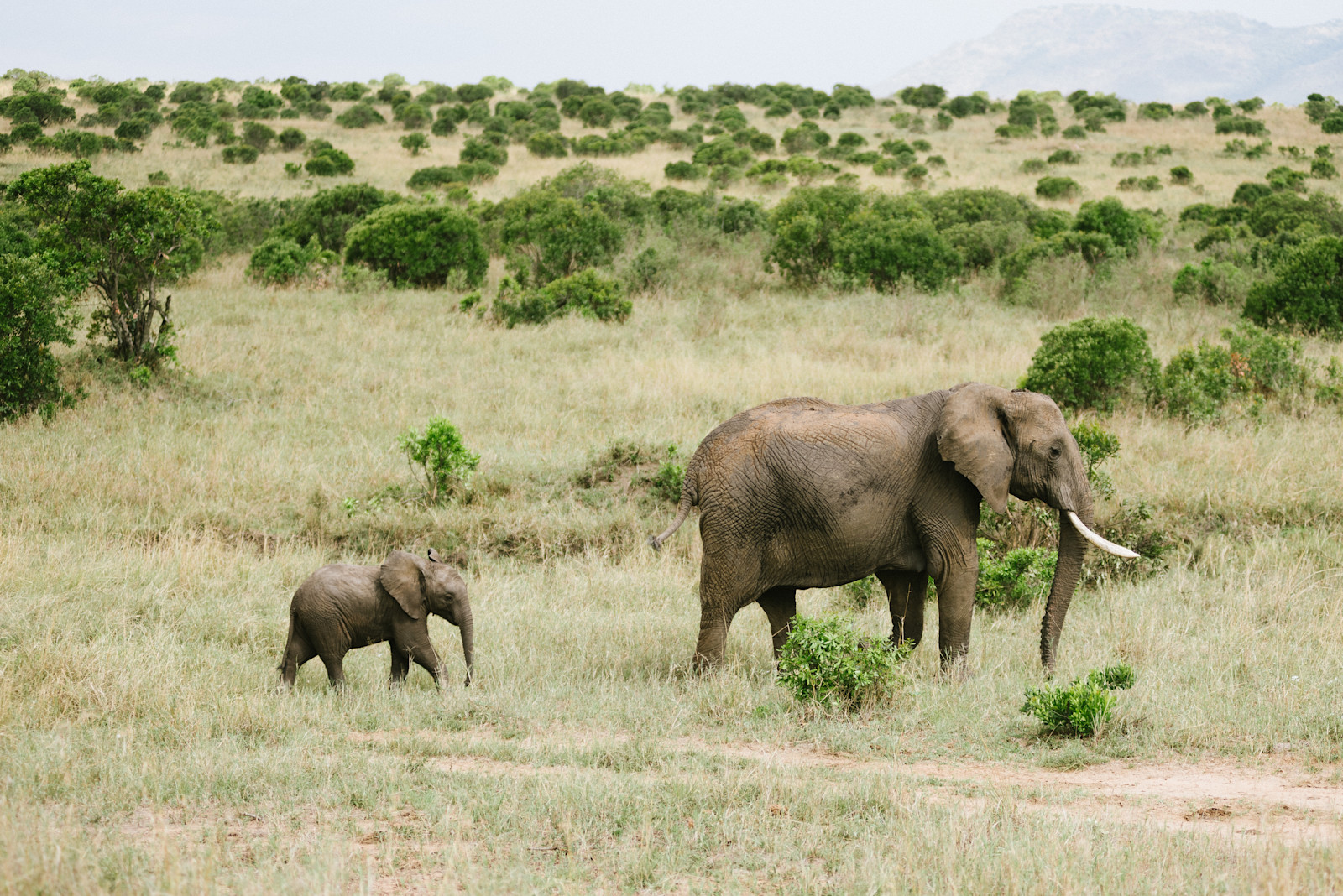 Herd of elephants in Serengeti, Tanzania. 