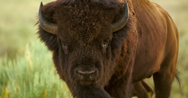 American bison, Yellowstone National Park, Wyoming.