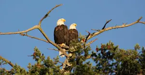 Bald eagles, San Juan Islands, Washington.
