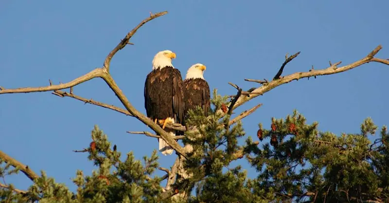 Bald eagles, San Juan Islands, Washington.