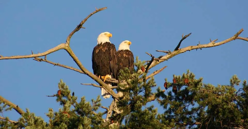 Bald eagles, San Juan Islands, Washington.