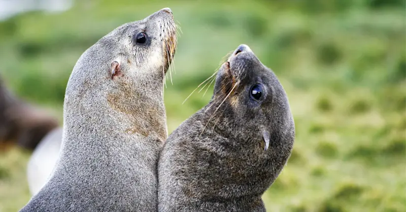 Antarctic fur seals, South Georgia Island.