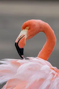 Slideshow Thumbnail 2 of 18