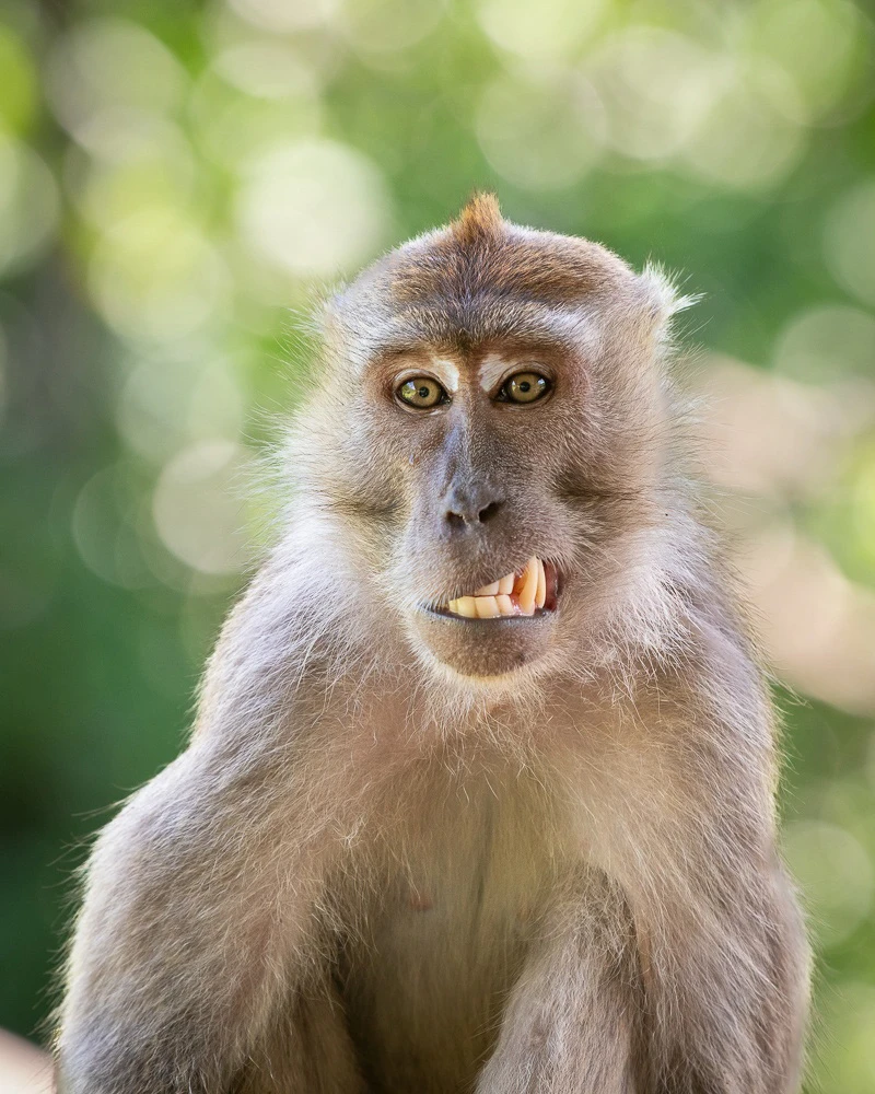 Long-tailed macaque, Bako National Park, Borneo.