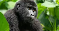 Mountain gorilla, Bwindi Impenetrable Forest National Park, Uganda.