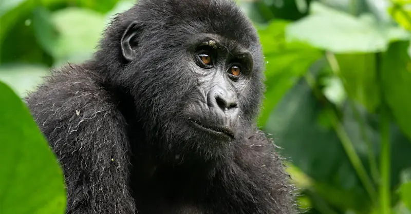 Mountain gorilla, Bwindi Impenetrable Forest National Park, Uganda.