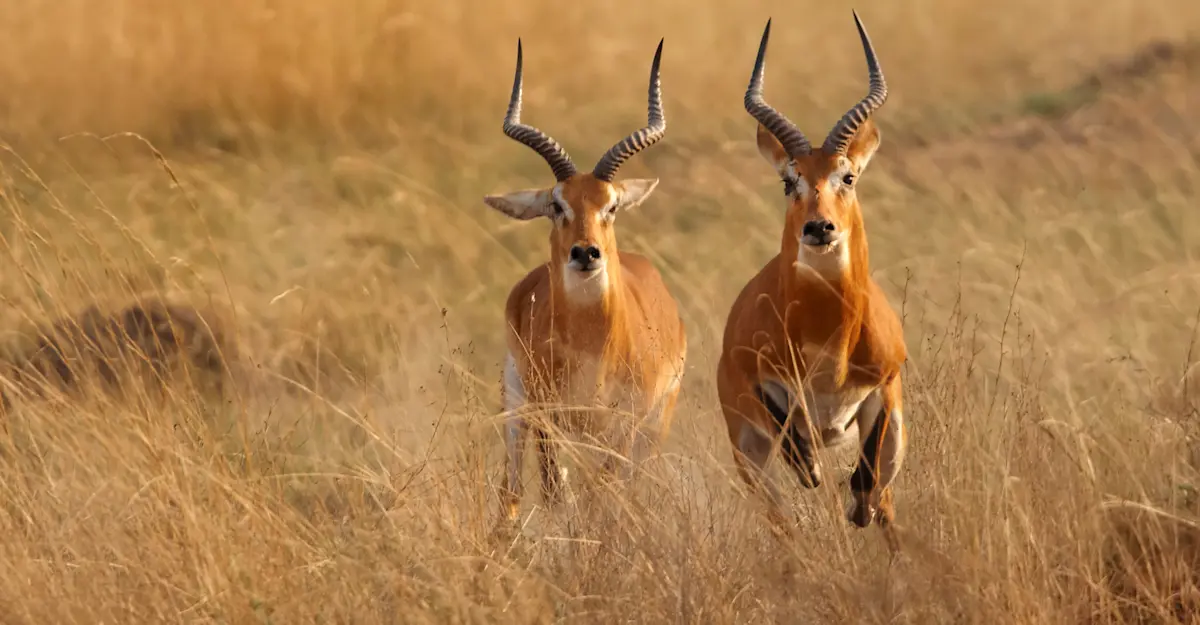Ugandan kobs, Uganda.