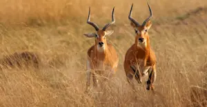 Ugandan kobs, Uganda.