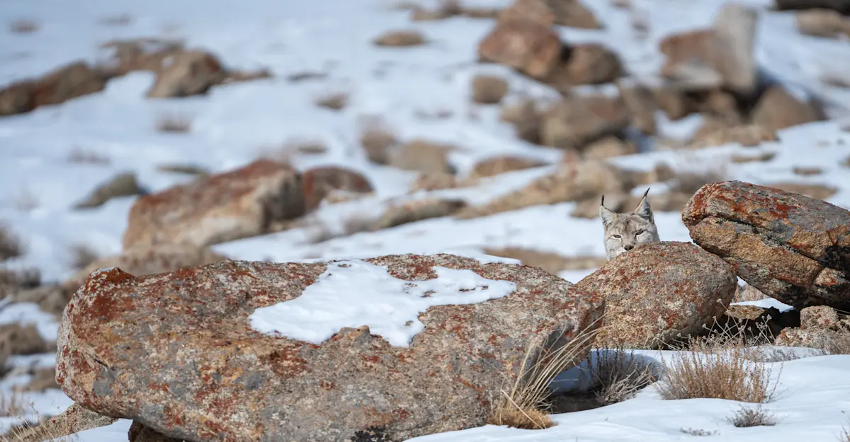 Lynx, Himalayas.