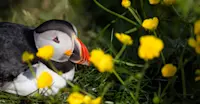 Atlantic puffin, Iceland