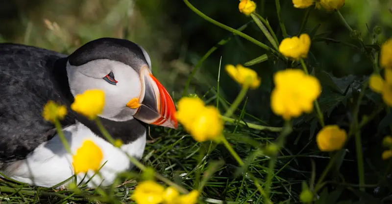 Atlantic puffin, Iceland