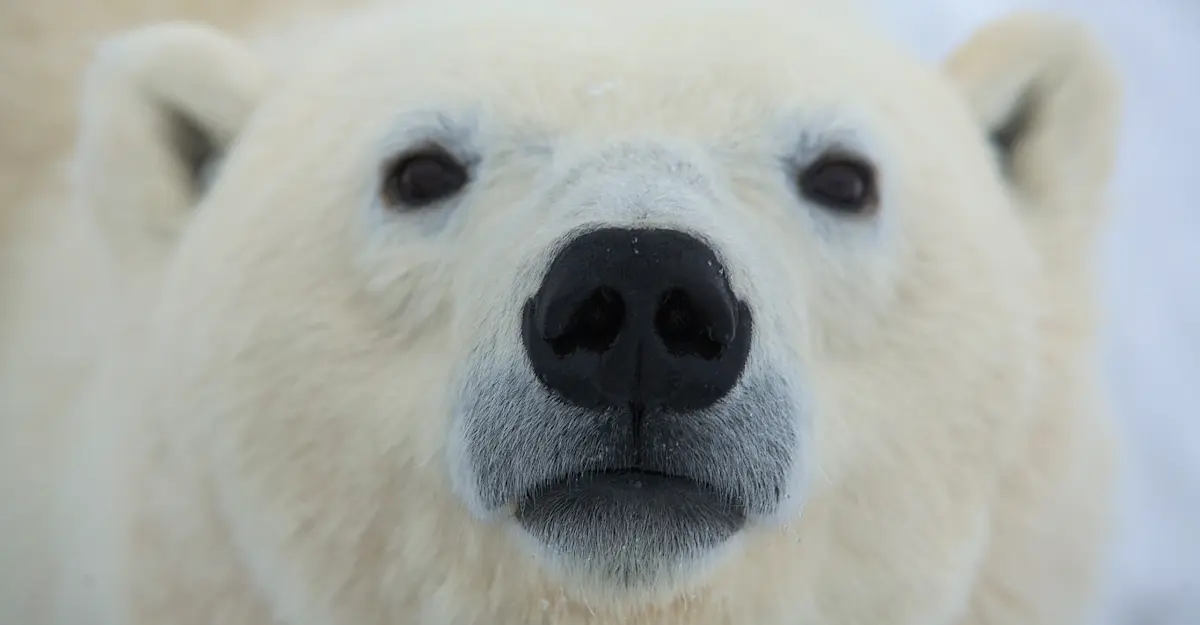 Polar bear, Churchill, Manitoba.