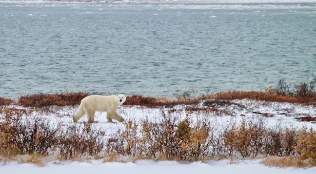 Polar bear at Hudson Bay, Churchill, Manitoba.
