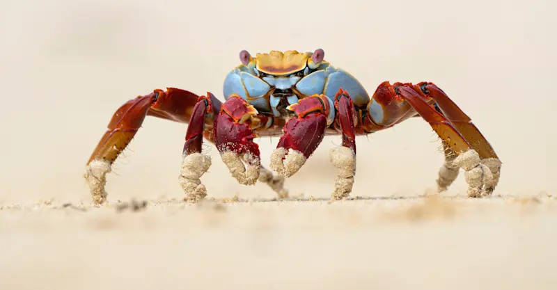 Sally Lightfoot crab, Fernandina Island, Galapagos, Ecuador.