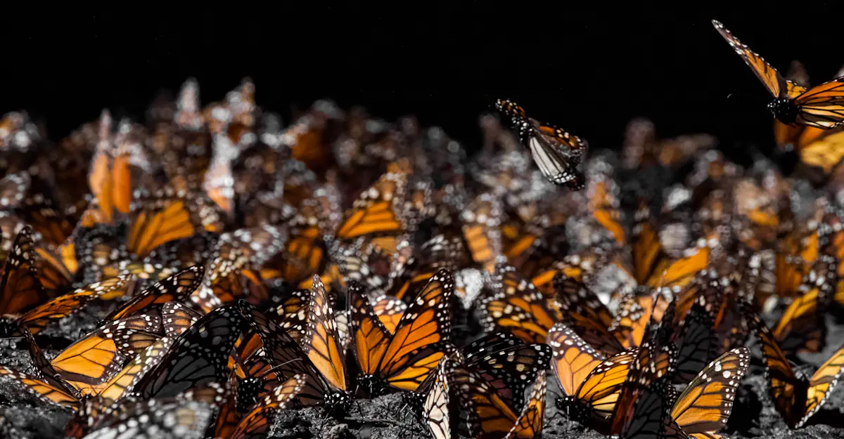 Monarch butterflies in Angangueo, Mexico. 