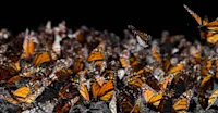 Monarch butterflies in Angangueo, Mexico. 