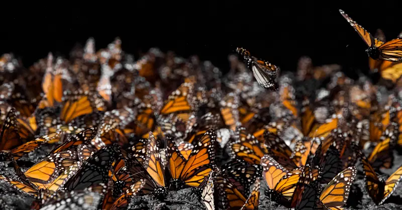 Monarch butterflies in Angangueo, Mexico. 