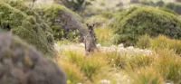 Eastern gray kangaroo, Australia.