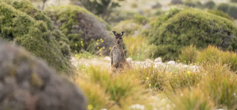 Eastern gray kangaroo, Australia.