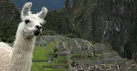 Llama, Machu Picchu, Peru.