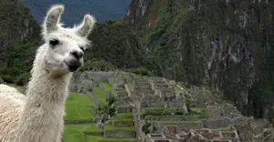 Llama, Machu Picchu, Peru.