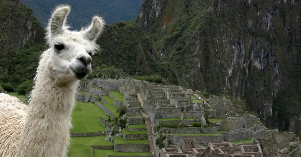 Llama, Machu Picchu, Peru.
