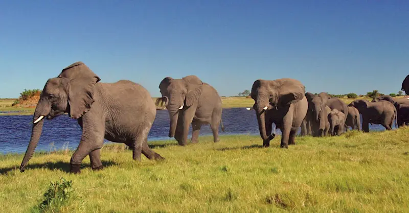 Elephant herd, Linyanti Private Reserve, Botswana.