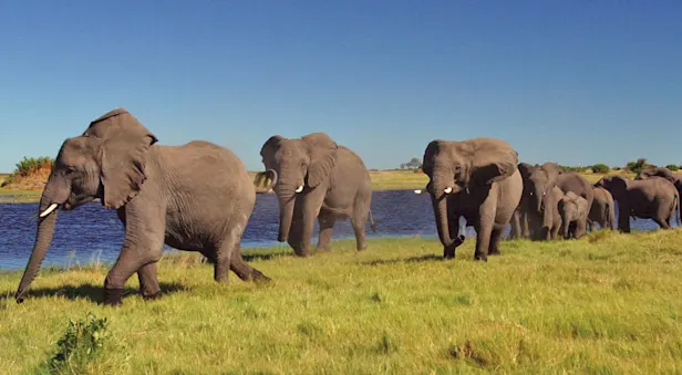 Elephant herd, Linyanti Private Reserve, Botswana.