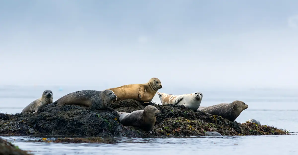 Harbor seals resting on a Rock, Maine.