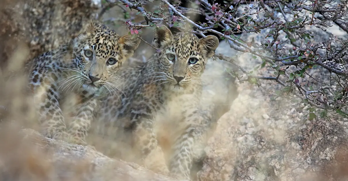 Leopard cubs.