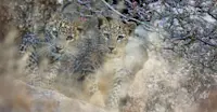 Leopard cubs