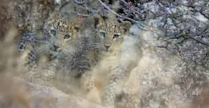 Leopard cubs