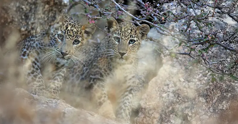 Leopard cubs