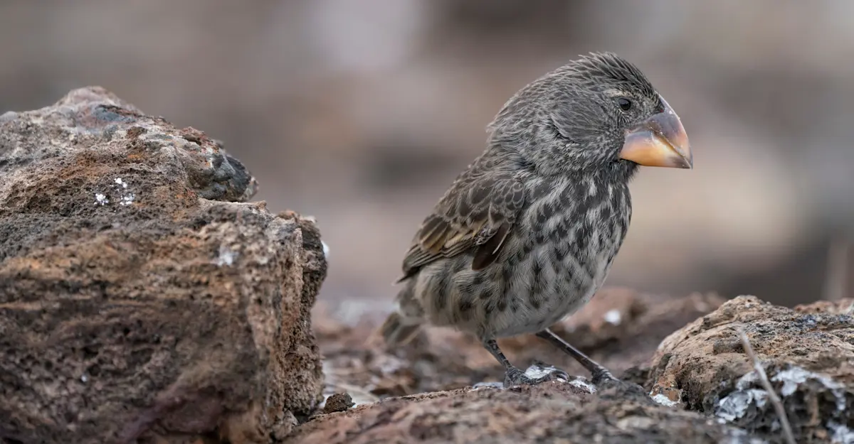 Darwin's Large Ground-finch, Isabela Island, Galapagos, Ecuador.