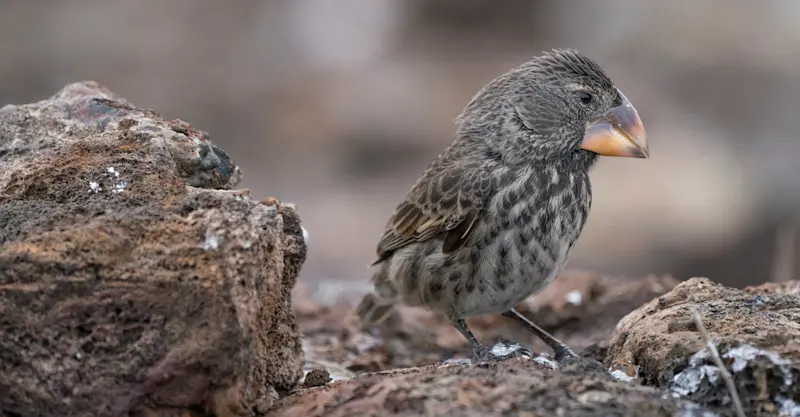 Darwin's Large Ground-finch, Isabela Island, Galapagos, Ecuador.