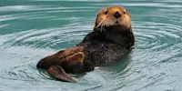 Sea otter, Katmai National Park & Preserve, Alaska.
