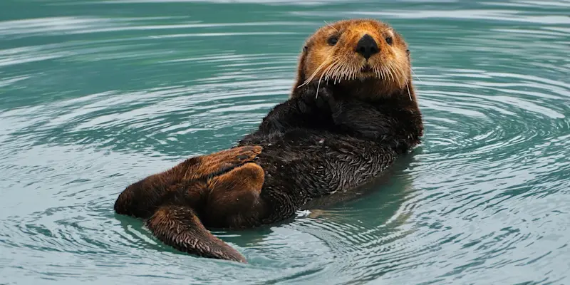Sea otter, Katmai National Park & Preserve, Alaska.