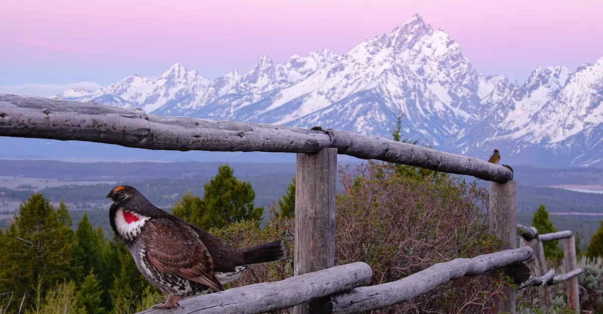 Dusky grouse, Grand Teton National Park.