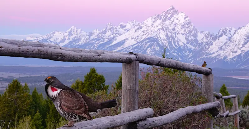 Dusky grouse, Grand Teton National Park