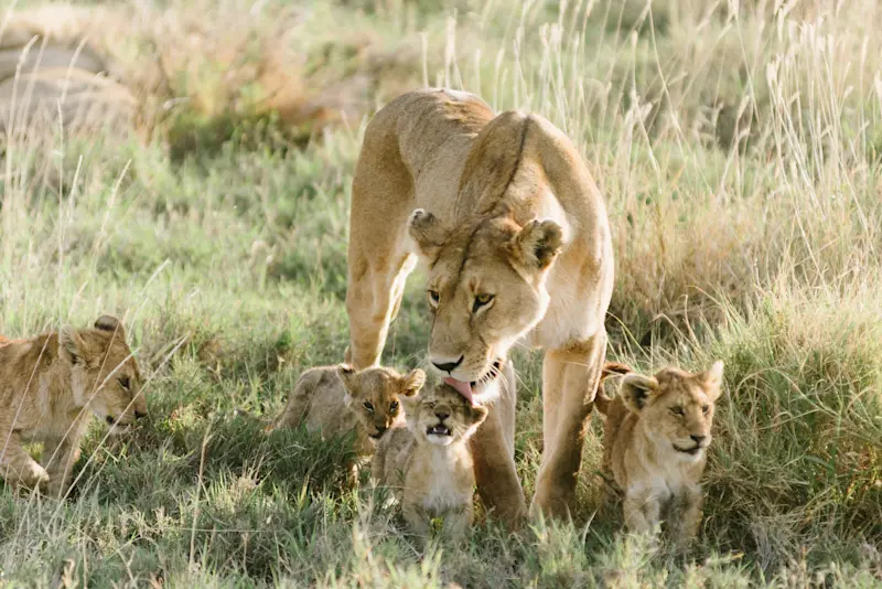 A lifetime highlight, in Serengeti, Tanzania.